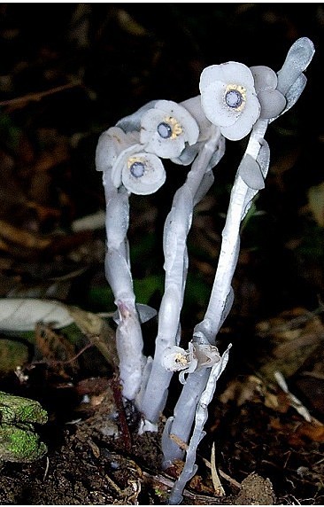 嘀咕 收集详情植物名称:水晶兰.