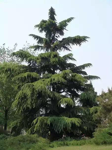 植物示意图