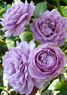 ϴ޹²_ϴԤ_ϴ޹²ݿ