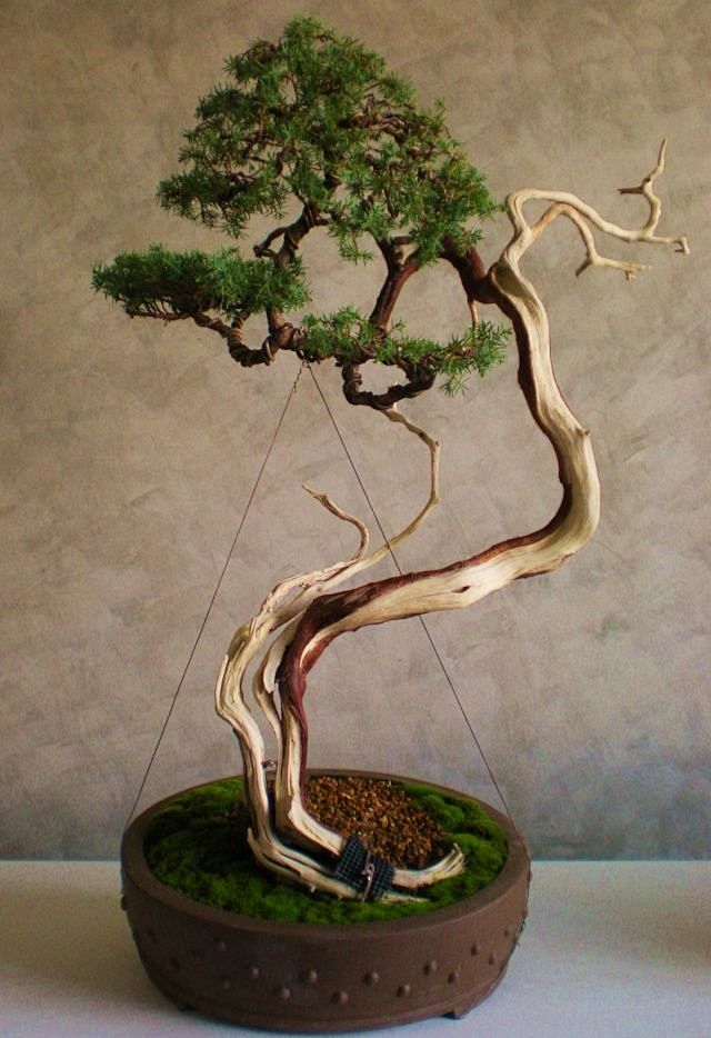 盆景艺术