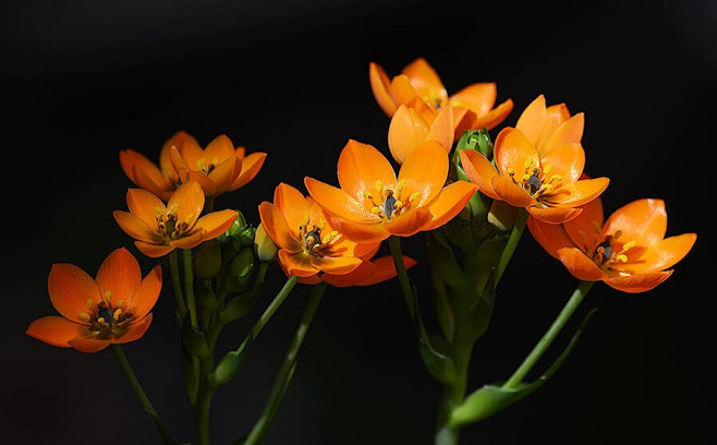 橙花虎眼万年青杜宾虎眼ornithogalumdubium