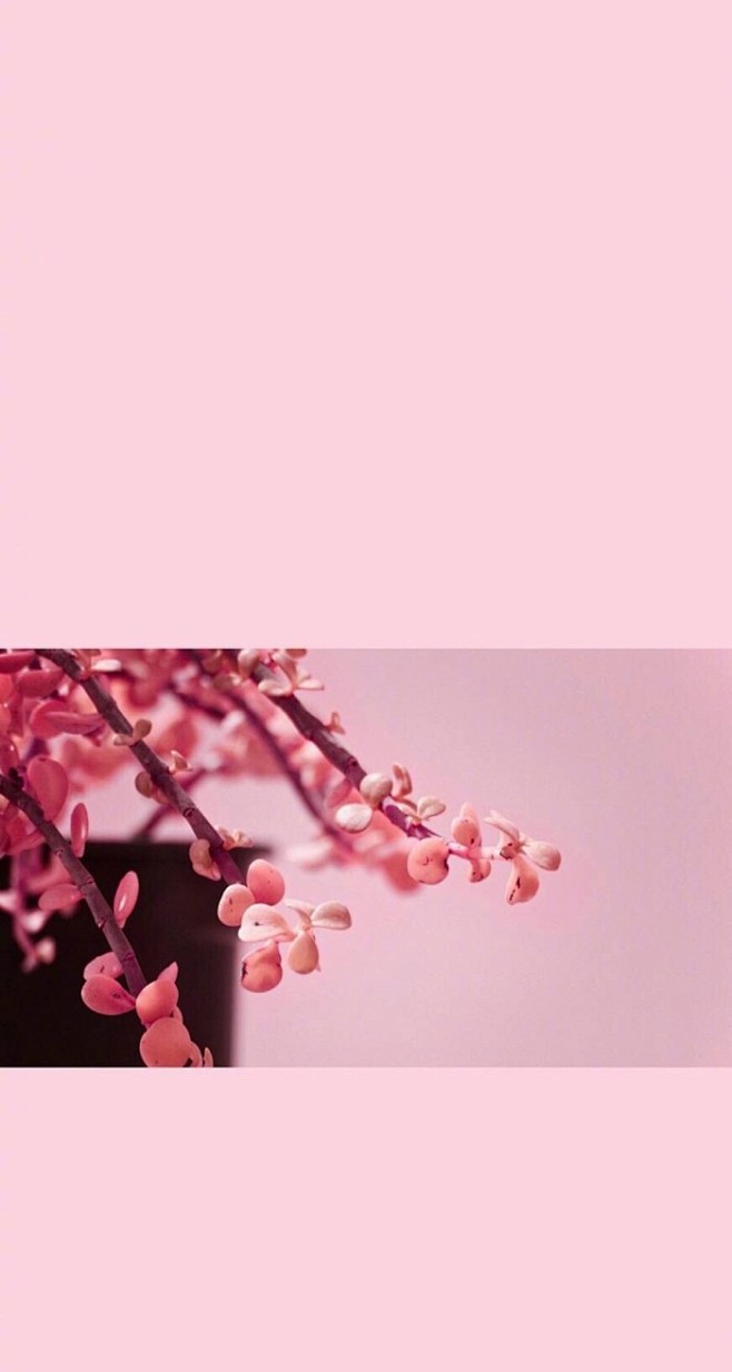 壁纸背景头像