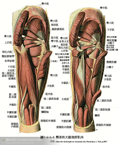 人体骨骼肌肉