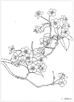 白描花卉桃花杏花梨花海棠花樱花