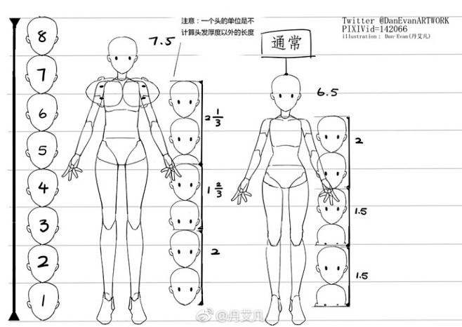 头身比例