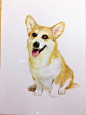 简单的柴犬狗彩铅画画法手绘教程图片柴犬的画法柴犬彩铅怎么画wwwyou