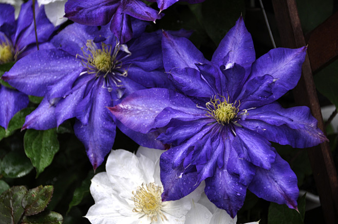 plant植物h铁线莲clematis