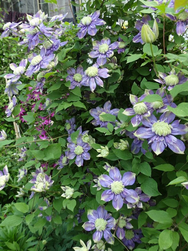 plant植物h铁线莲clematis