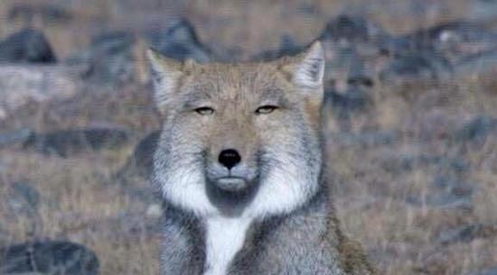 藏狐纪录片一只方脸狐狸忧伤地唱着青藏高原