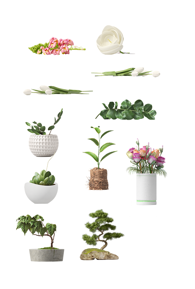 植物
