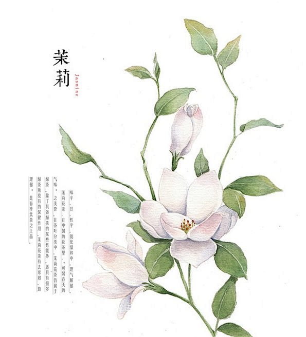 素材.插画  采集 zhan.renren.com 茉莉(jasmine):味辛,甘,性平.