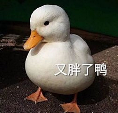 鸭鸭表情包