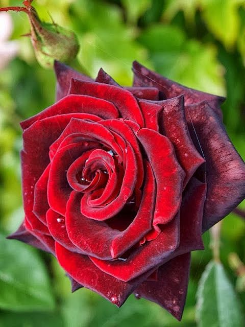 红丝绒玫瑰