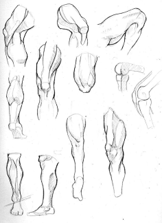 【人体】肌肉画法参考
