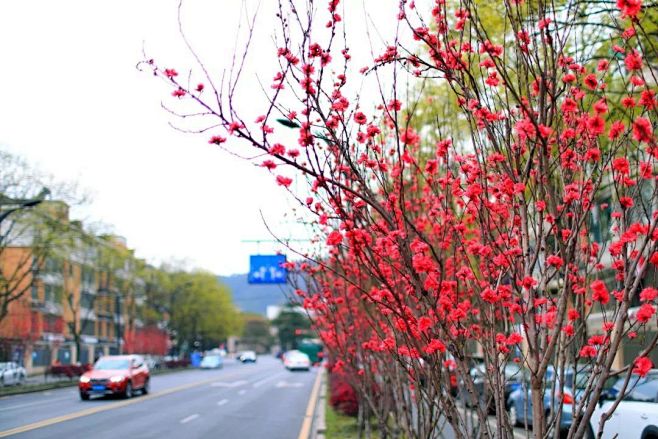 美人梅、红叶李、桃花、樱花…城区春季赏花攻