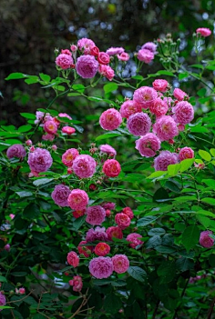 繁花似锦