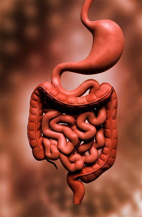 胃肠道图片