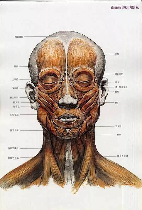 素描头像的头部结构二人物头骨肌肉与素描头像关系讲解