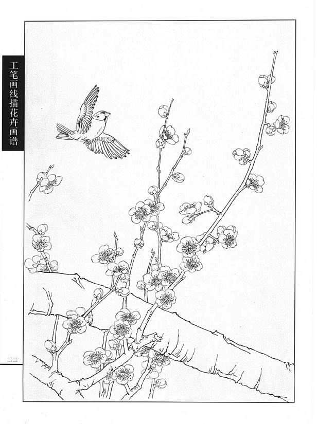 11:28:12工笔画线描花卉画谱(梅花篇)白描花卉君无言/sun该采集也在