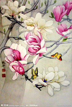 工笔画玉兰花