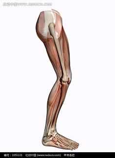 人体结构-花瓣网|陪你做生活的设计师#肌肉#人体骨骼#腿部结构