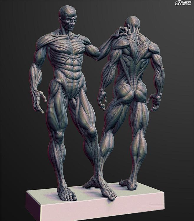 人体肌肉的参考图,这是从zbrush官方.