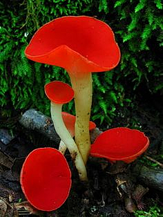 com the tiny stalked scarlet cup (sarcoscypha occ.