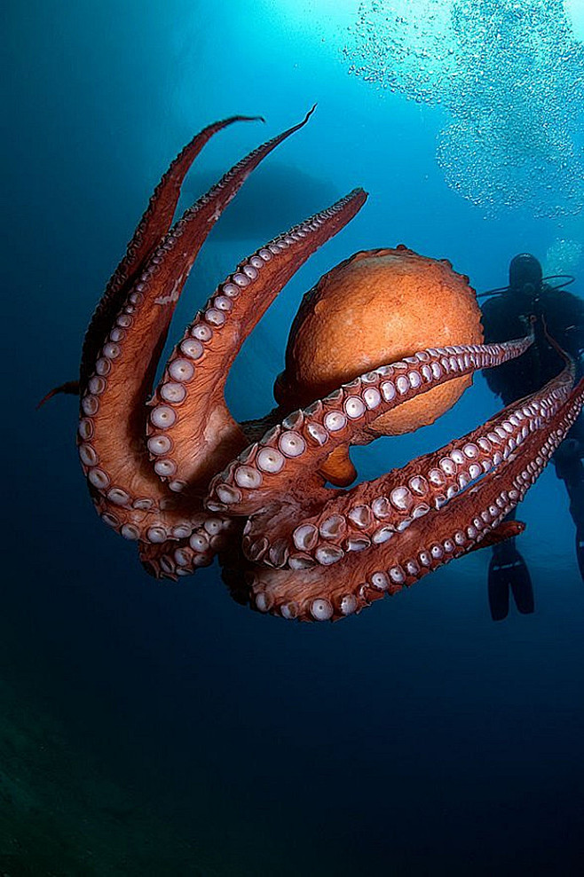 14:48:22【海洋生物】不属于鱼类的鱼—章鱼动物世界参考图微雨是个