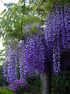 百花物语-紫藤花语-花瓣网|陪你做生活的设计师 iums pinterest