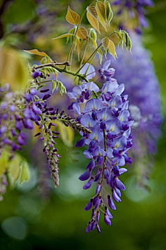 百花物语紫藤花语