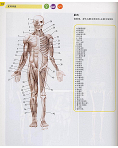 人体肌肉