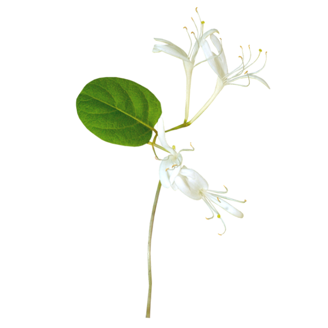 金银花