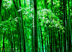 花中四君子竹
