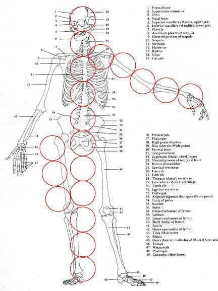 cranialsternalproportions