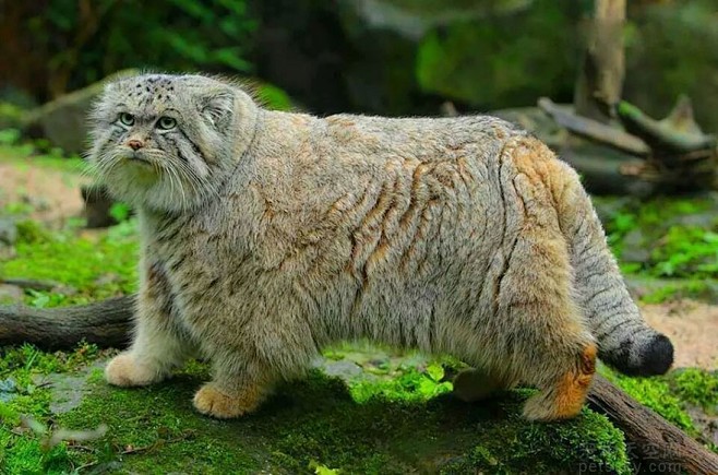帕拉斯猫