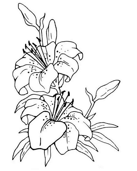 简笔画-植物类
