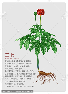 中医插画-花瓣网|陪你做生活的设计师 | 药材三七 页