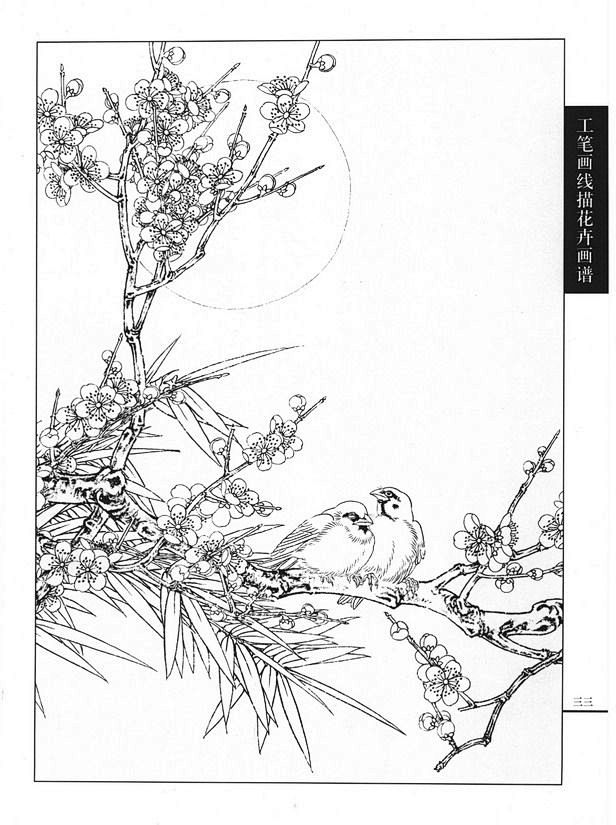 17:25:01工笔画线描花卉画谱(梅花篇)线稿阿筝呀该采集也在以下画板