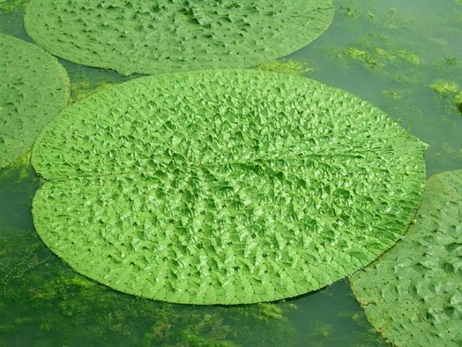 芡实水生植物