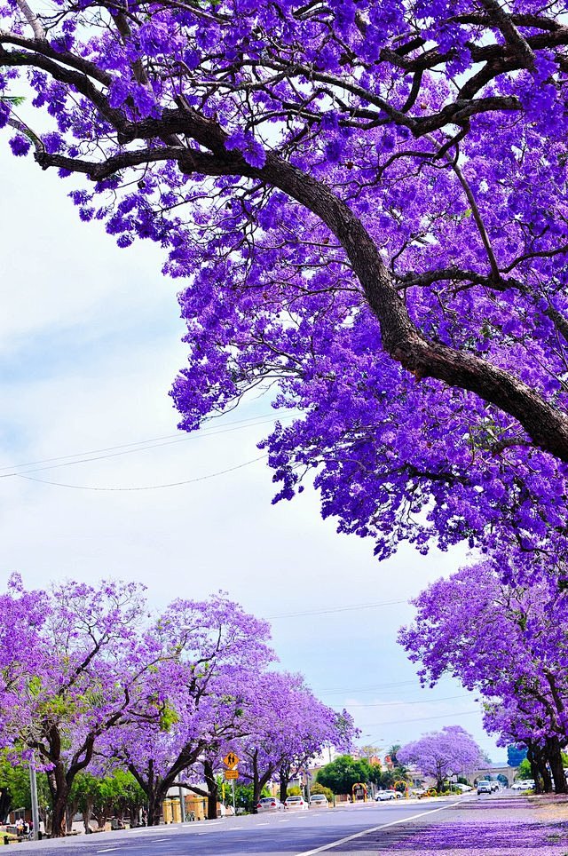 花之物语-蓝花楹