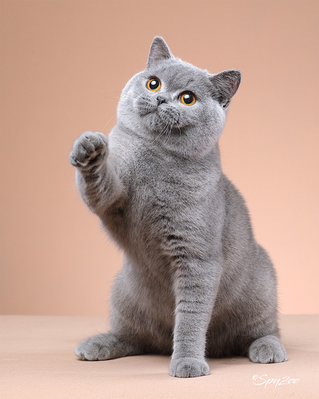 蓝猫