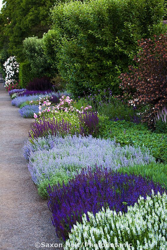 salvia nemerosa and catmint:欧美古典花园素材connie225同采自www