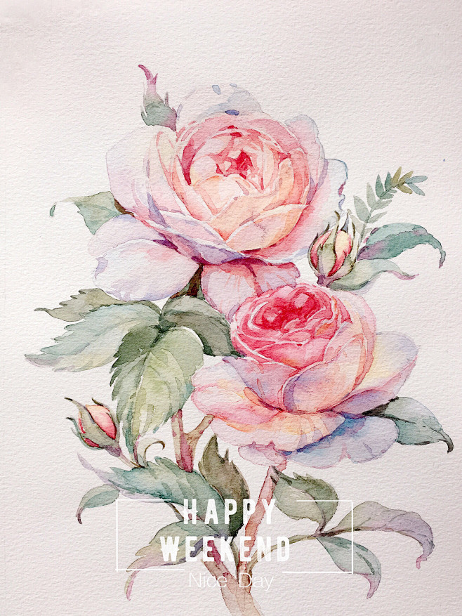 花卉植物类手绘图