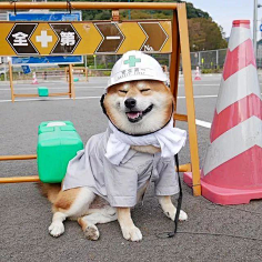 com 日本一柴犬因笑容治愈走红网络!网友:承包了我2018年的头像!