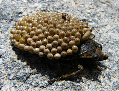 密集恐惧症