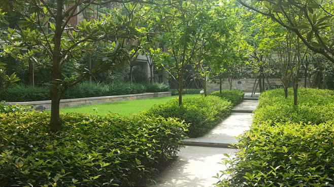 1-树阵广场
