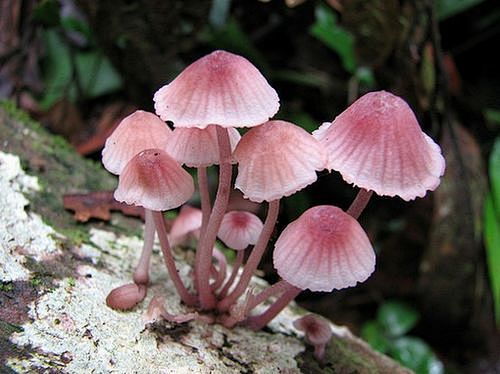 唯美图片五颜六色的小蘑菇