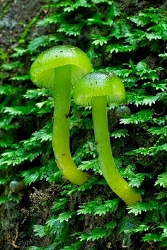 com 【图】彩色蘑菇