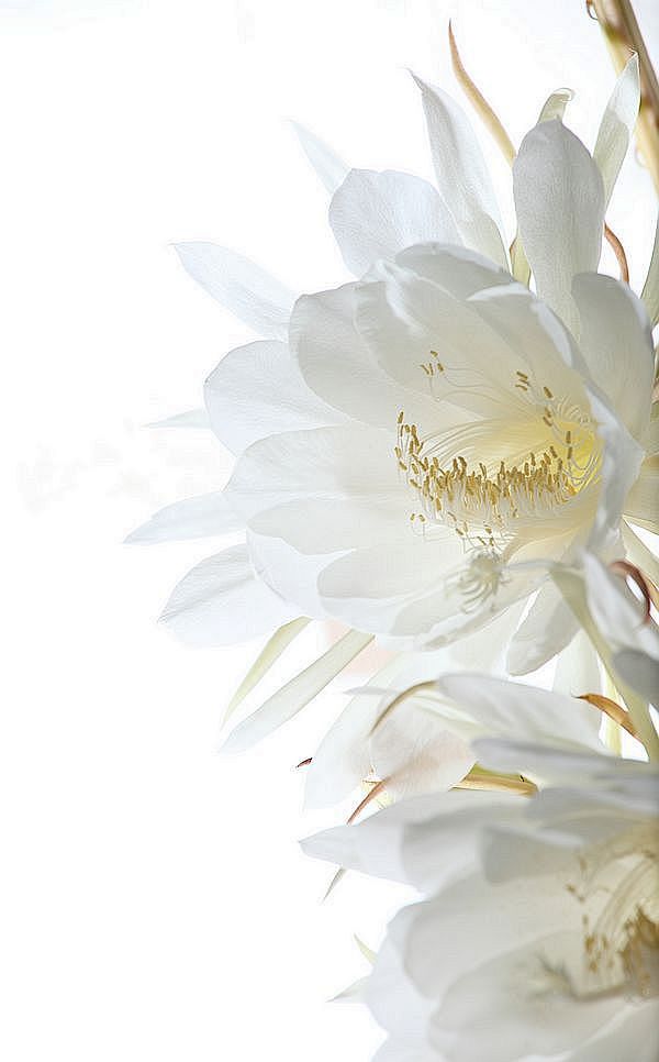 昙花