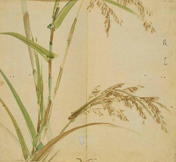 诗画诗经诗经里的植物图解三中国传统文化社区才府